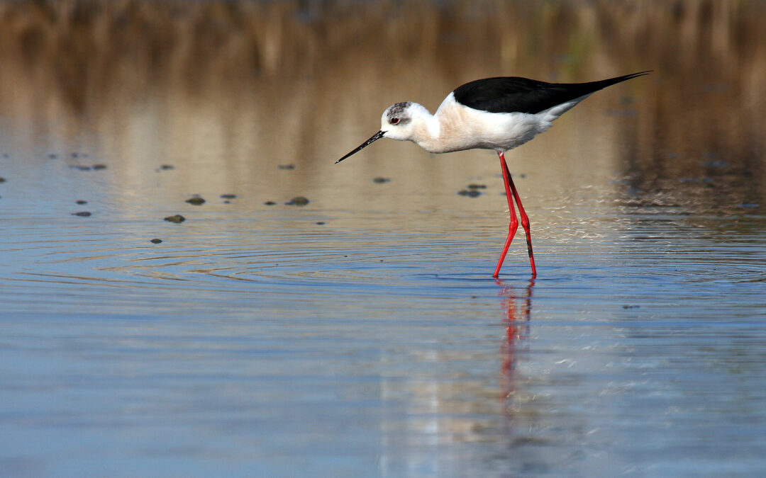 A Network of European Wetlands